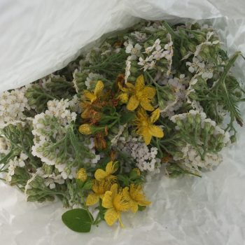 Echtes Johanniskraut