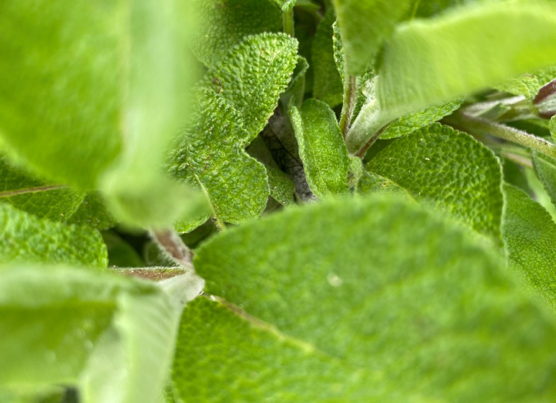 Salbei, Salvia officinalis