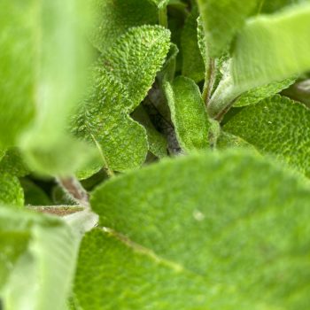 Salbei, Salvia officinalis