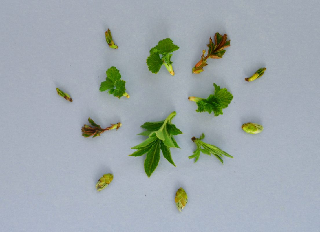 Knospen und Triebe