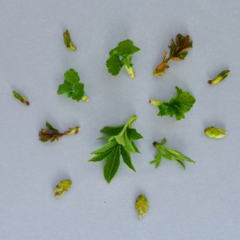 Knospen und Triebe